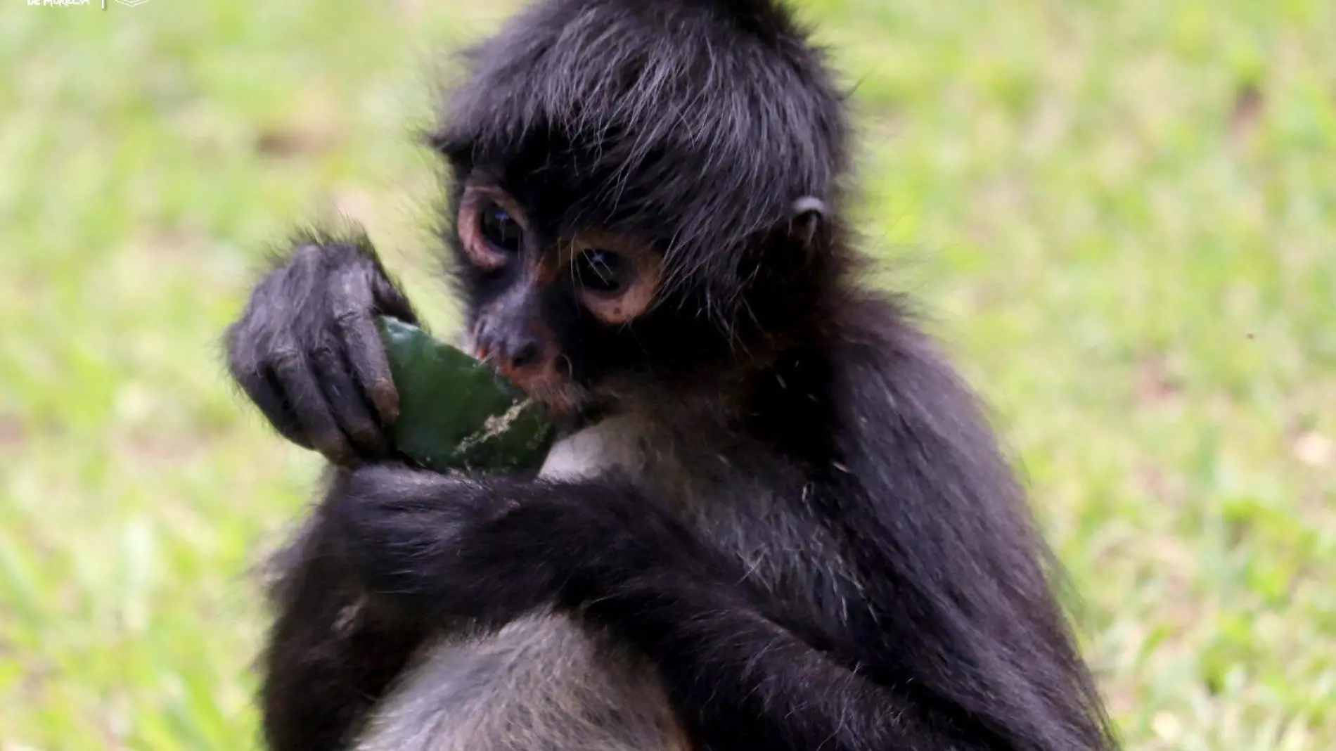 Monos Araña 2